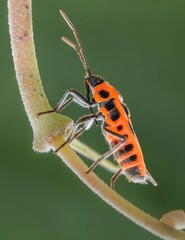 Orange and Black Striped Insect Climbing Plant Stem - Macro Wildlife Photography