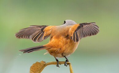 Orange and Gray Bird with Wings Spread Perched on Wooden Branch Against Green Background