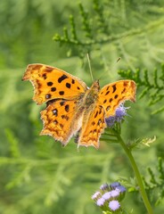 Orange Spotted Butterfly with Spread Wings Feeding on Purple Wildflower in Green Meadow