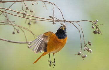 Orange-breasted Bird with Spread Wings Perched on Branch with Berries in Natural Habitat