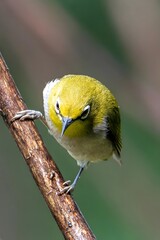Angry Oriental White-Eye Bird with Wet Ruffled Feathers Perched on Branch After Rain Shower
