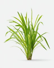 Fototapeta premium Lush green grass plant against white