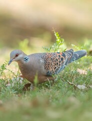 Oriental Spotted Dove with Distinctive Plumage Foraging Among Green Vegetation in Natural Habitat