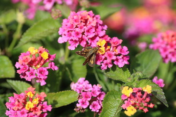 Obraz premium Skipper Butterfly Resting on Pink and Yellow Lantana Flowers