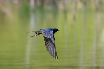 Barn Swallow in Flight with Wings Spread Against Green Natural Background Showcasing Aerial Grace and Agility