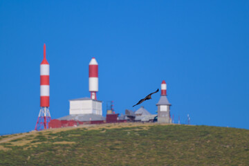 Un buitre leonado volando delante de La Bola del Mundo en Madrid