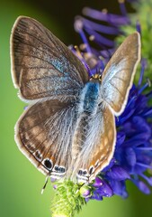 Iridescent Blue Brown Butterfly Feeding on Purple Wildflower in Natural Garden Habitat Macro Photography