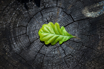 Oak Leaf on Tree Stump – Symbol of Carbon Footprint and Sustainable Future