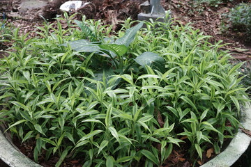 green plant in the garden