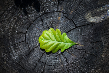 Oak Leaf on Tree Stump – Symbol of Carbon Footprint and Sustainable Future
