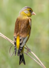 Vibrant Yellow and Brown Finch Perched on Branch Against Green Background