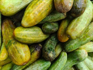 Close up shot of pile of fresh Cucumber open sell in Indian market.