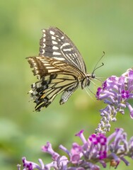 Swallowtail butterfly feeding on purple lavender flowers in spring garden with soft green bokeh background