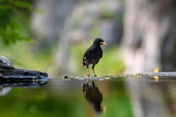 Black bird with orange beak reflected in calm water standing on rocky edge in peaceful forest environment