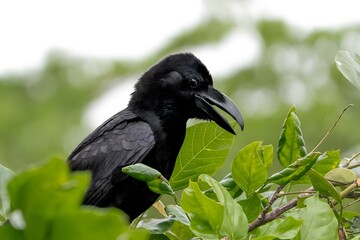 Black Corvid Bird Perched Among Green Foliage in Natural Wildlife Habitat