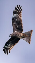Magnificent Bird of Prey Soaring Through Sky with Wings Spread in Aerial Flight