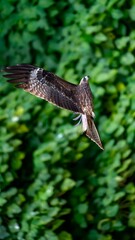 Black Kite Raptor Soaring with Outstretched Wings Against Green Forest Canopy in Wild Nature Photography