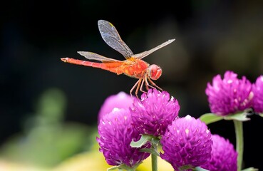 Red Dragonfly on Purple Clover Flowers - Summer Garden Macro Photography with Bokeh Background