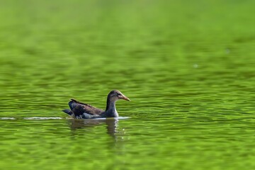 Waterfowl Swimming in Tranquil Green Wetland Waters Creating Natural Symphony in Peaceful Habitat