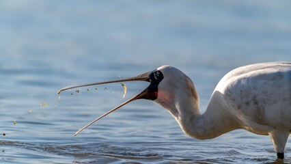 Black-faced Spoonbill Feeding in Shenzhen Bay Wetland Waters - Endangered Bird Species in Natural Habitat