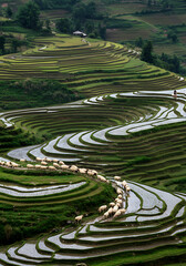 Stunning rice terraces with a herd of sheep gracefully moving.