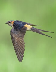Red-rumped swallow in flight with outstretched wings against green natural background