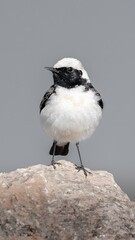 Black-throated Stone Chat Bird Perched on Rock in Ningcheng Wildlife Photography