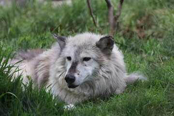 gray wolf laying in shady grass on summer day (close-up, portrait, three-quarter)