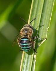 Blue Banded Bee with Metallic Turquoise Stripes Resting on Green Plant Stem in Natural Garden Habitat