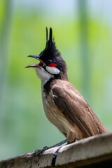 Red-whiskered bulbul singing with open beak and black crest against green background