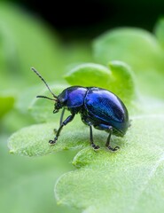 Beautiful Blue Metallic Beetle on Green Leaf - Macro Nature Photography Close-up Detail