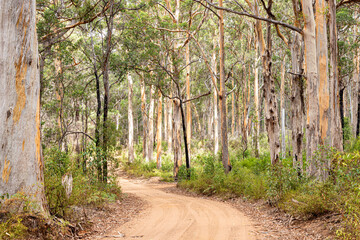 Boranup Drive, a dirt gravel road passing through karri forest near Boranup, Margaret River Region, Shire of Augusta in the SW Region of Western Australia WA