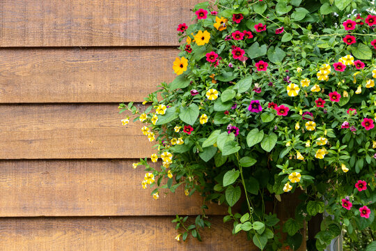 A Big Basket of Small Colorful Patunias Hanging Against the Exterior Wall of a Wooden Cottage