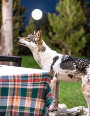 Dog at a table under the moonlight