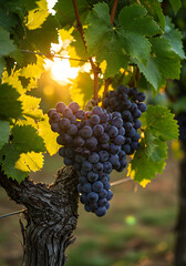 Fototapeta premium Sunlight Bathes a Vine with Ripening Grapes.
