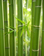Obraz premium Lush green bamboo stalks