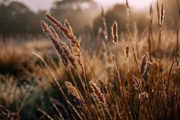 Fototapeta premium Golden sunlight illuminates tall dry grass and reeds in a serene natural landscape at dawn