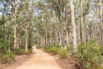 Boranup Drive, a dirt gravel road passing through karri forest near Boranup, Margaret River Region, Shire of Augusta in the SW Region of Western Australia WA