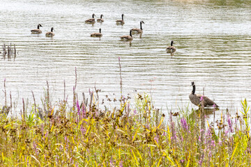 A Group of Canada Geese Swimming in a River in Killarney Provincial Park, Ontario