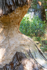 Close-up of a Beaver Damaged Dead Tree