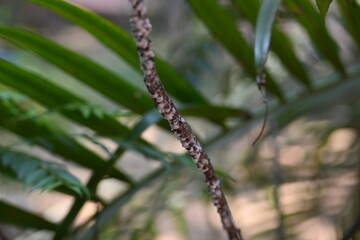 Brevicoryne brassicae. Its common names  cabbage aphid and cabbage aphis. This is a...