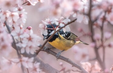Small Songbird Perched Among Pink Cherry Blossoms in Spring Garden Scene