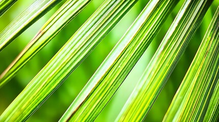 Palm leaf creating minimal shadow in 4K, captured with an 85mm f1.8 lens, bright daylight forming clean linear patterns on the surface