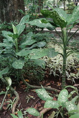 green leaves in the garden