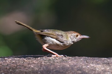 Small Songbird Preening Feathers on Rock Branch During Migration Season Wildlife Photography