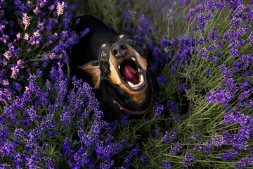 Happy Dachshund Sausage Dog Looking Up and Barking in Lavender Garden