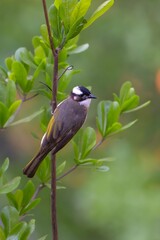 Obraz premium Black and White Striped Songbird Perched on Green Branch in Natural Wildlife Habitat