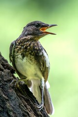 Small Songbird Calling with Open Beak on Tree Branch Against Green Bokeh Background