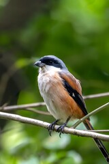 Small Songbird with Orange and Black Plumage Perched on Branches Against Green Forest Background