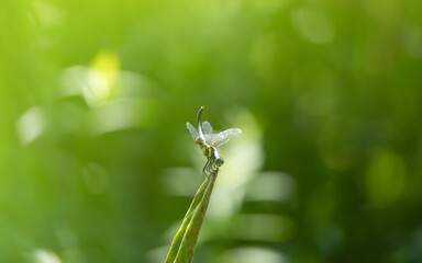 Small dragonfly perched on green stem with soft bokeh background in natural summer garden setting